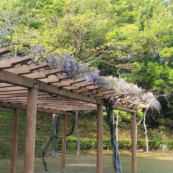 大池公園-藤棚