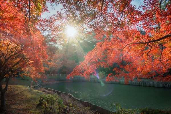 大池公園の紅葉