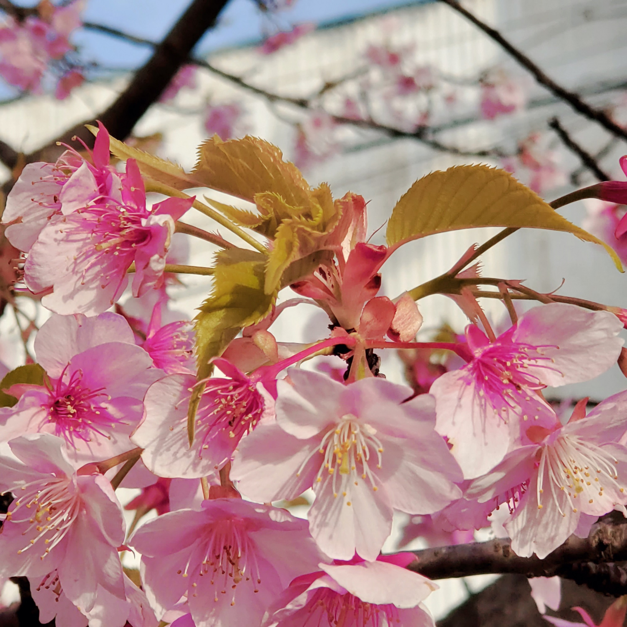 加家緑道　河津桜　なつごろーさん