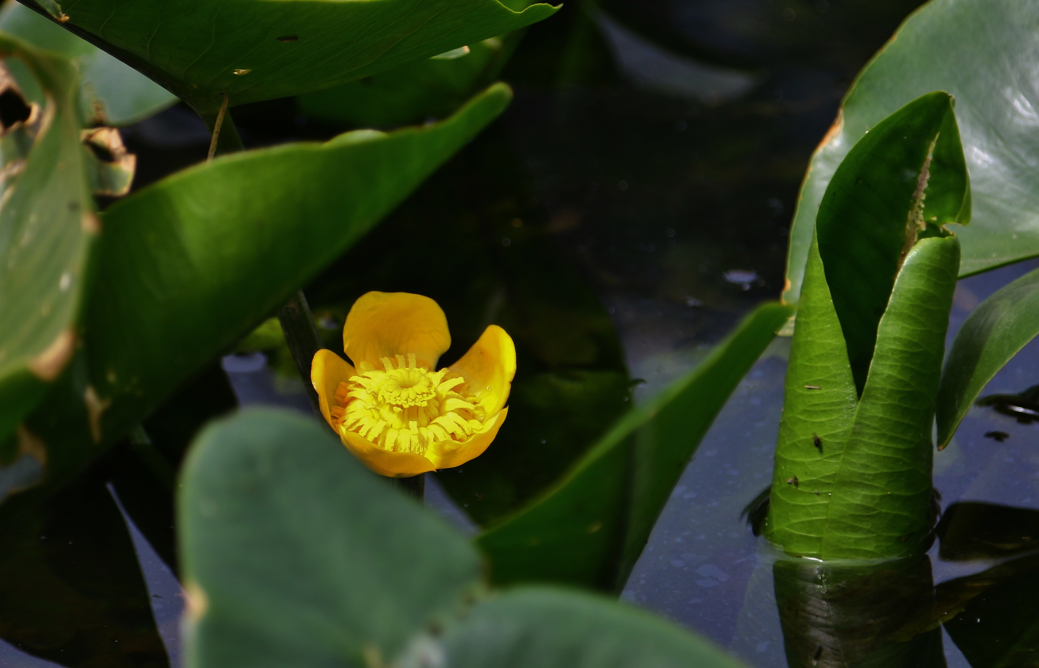 コウホネの花