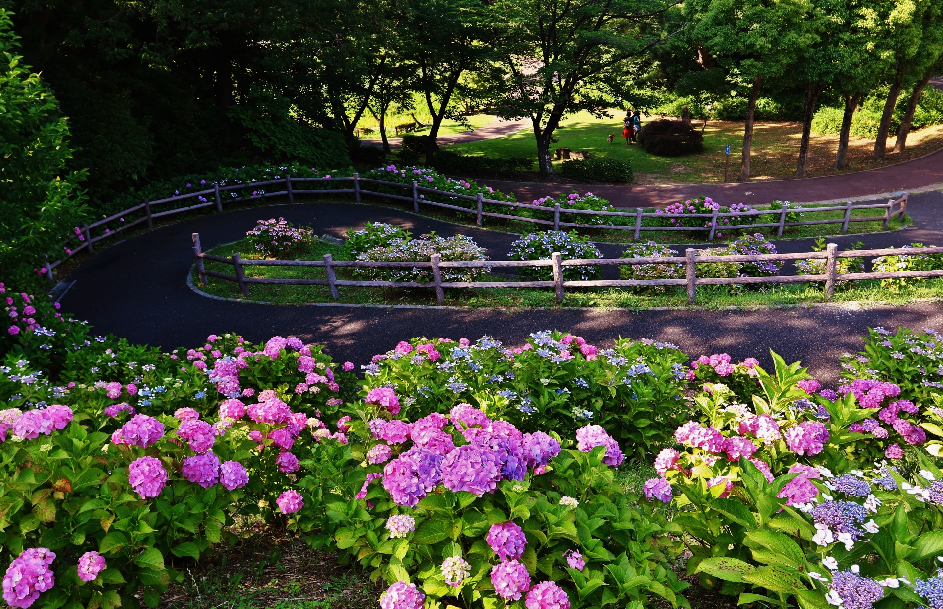 上野台公園　紫陽花