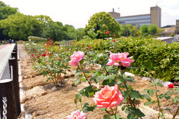 大池公園　バラ（2024.05.03）