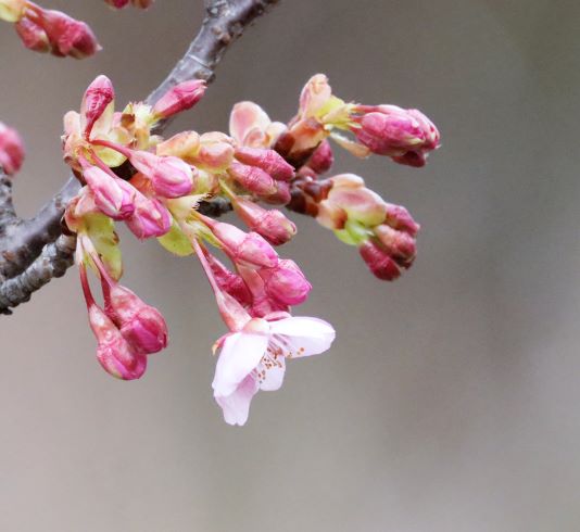 河津桜