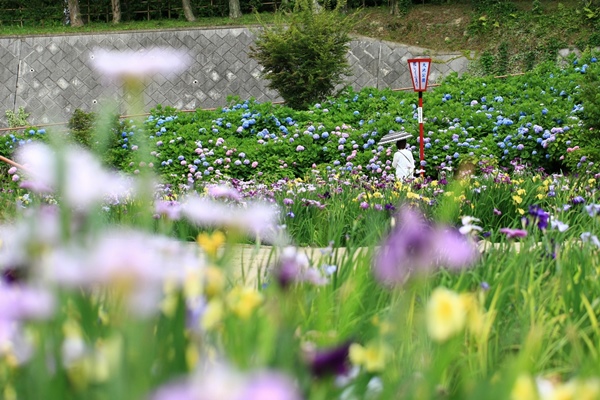 大池公園　しょうぶ紫陽花