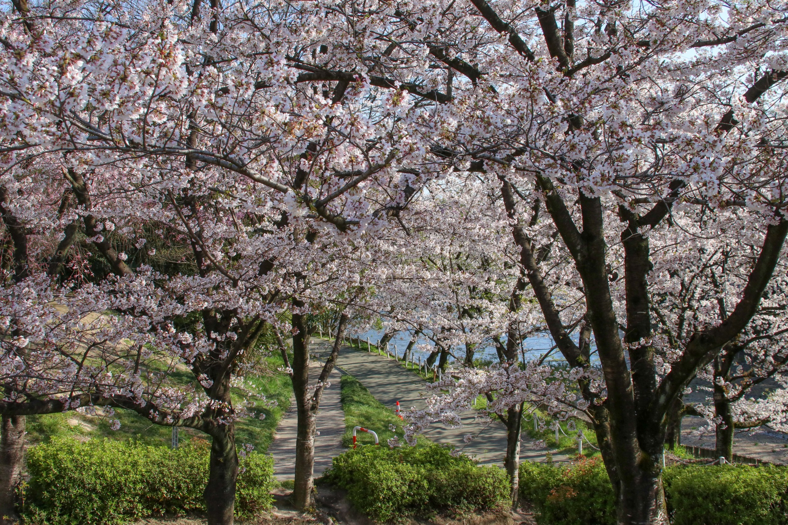 大池公園桜