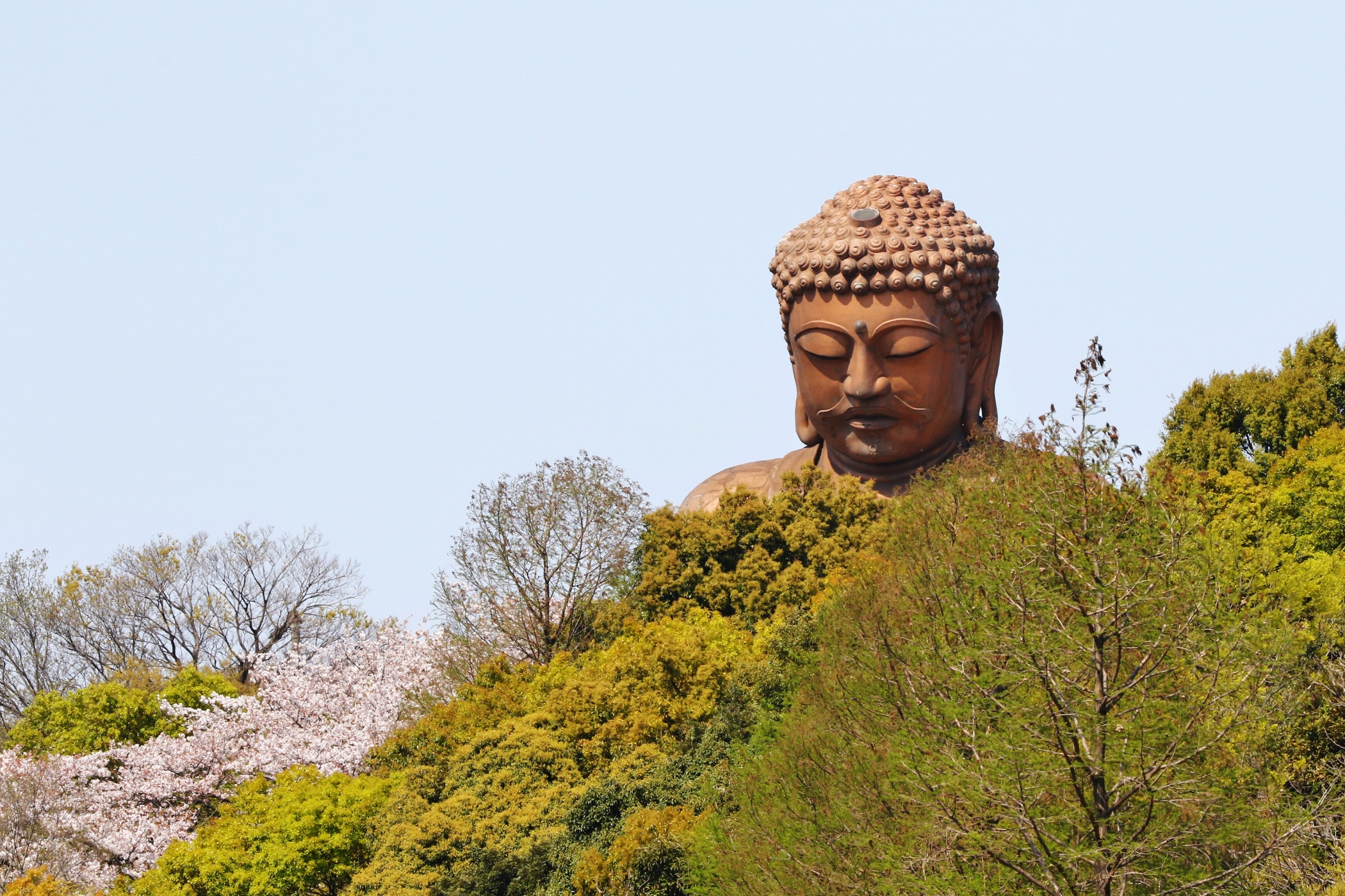 聚楽園大仏と桜と山