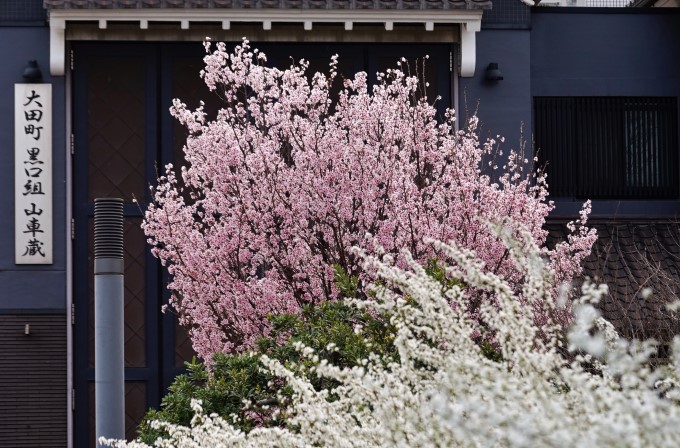 黒口組山車蔵前東海桜