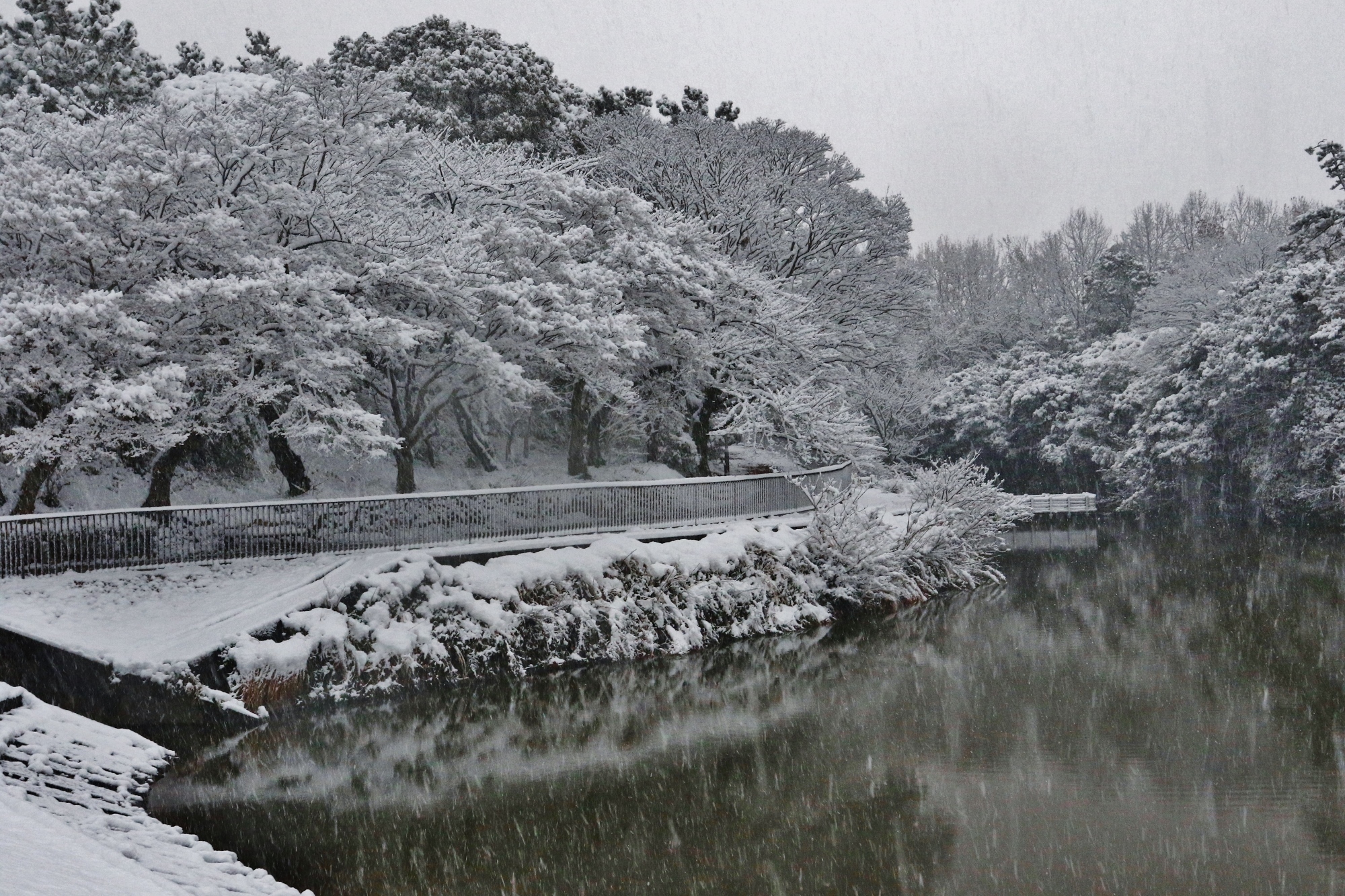 聚楽園公園　雪　２