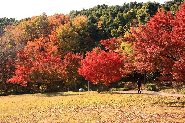 聚楽園公園もみじ