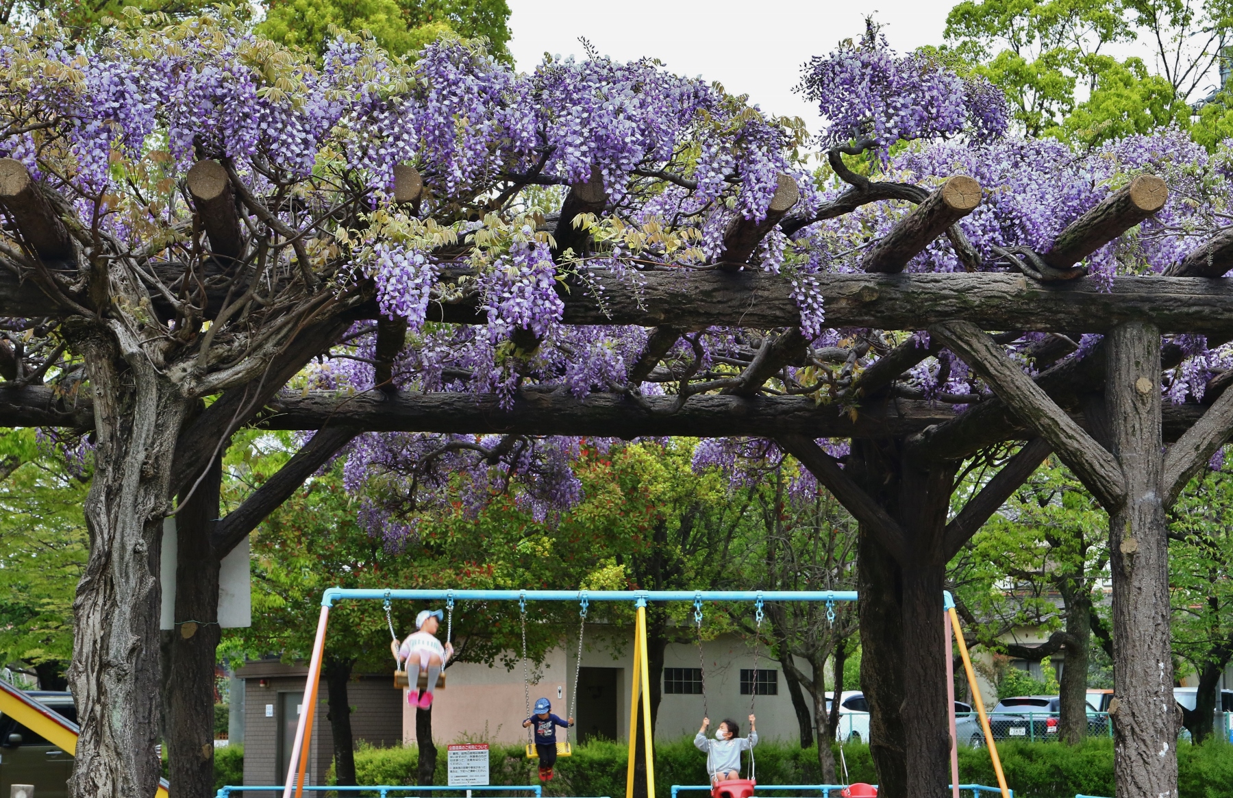 中ノ池公園　藤