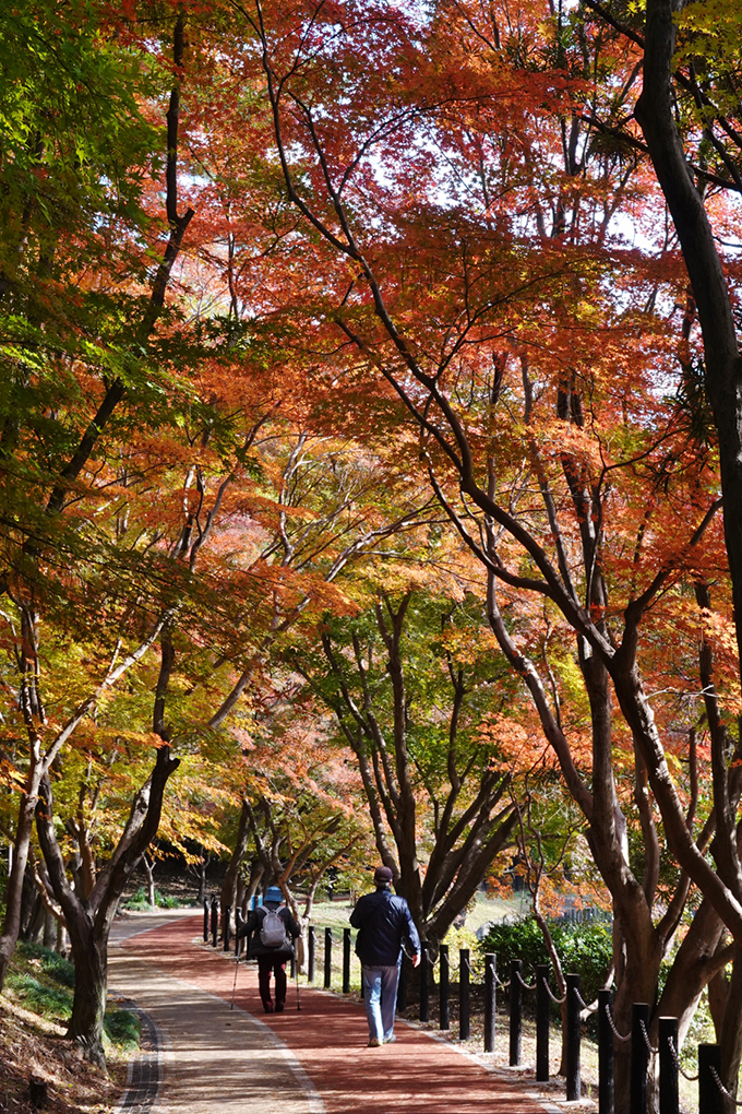 大池公園の紅葉