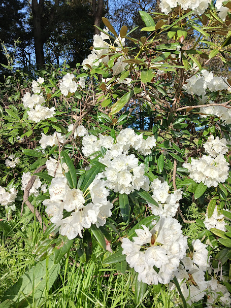 大池公園　西洋石楠花