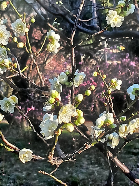 大池公園　白梅・紅梅