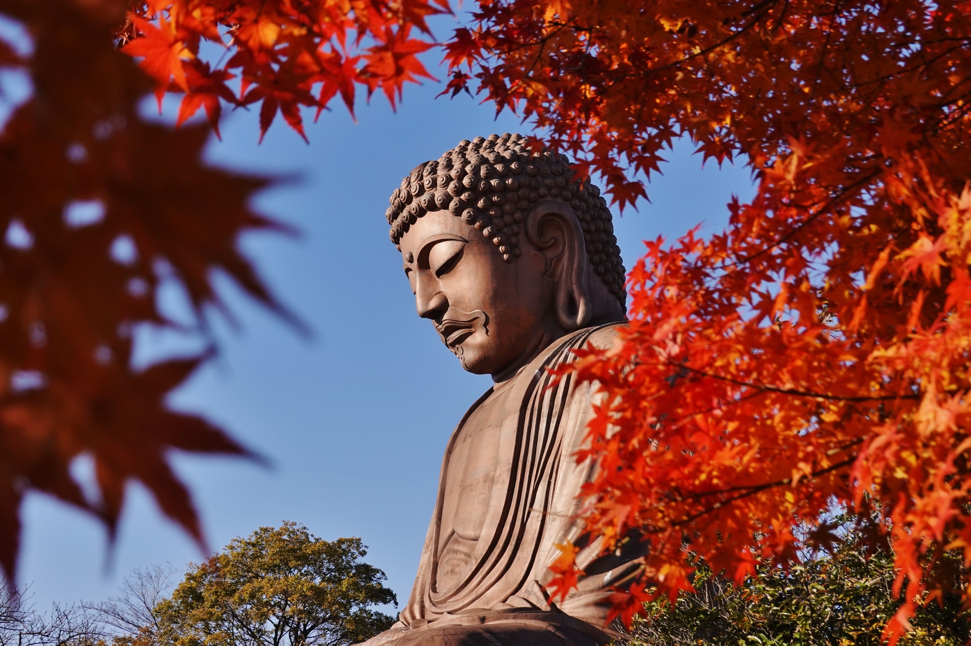 聚楽園公園もみじ