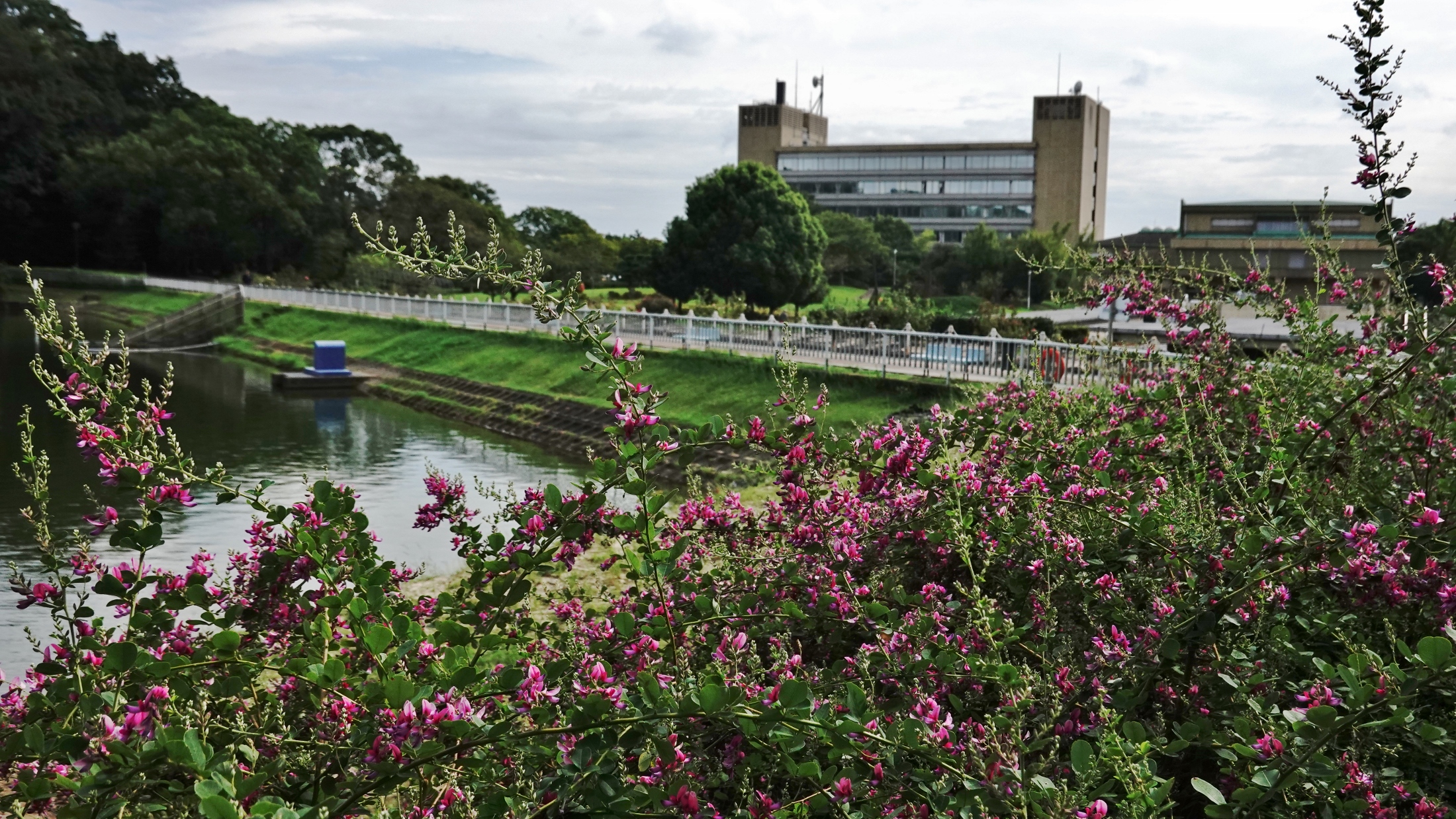 大池公園萩の花