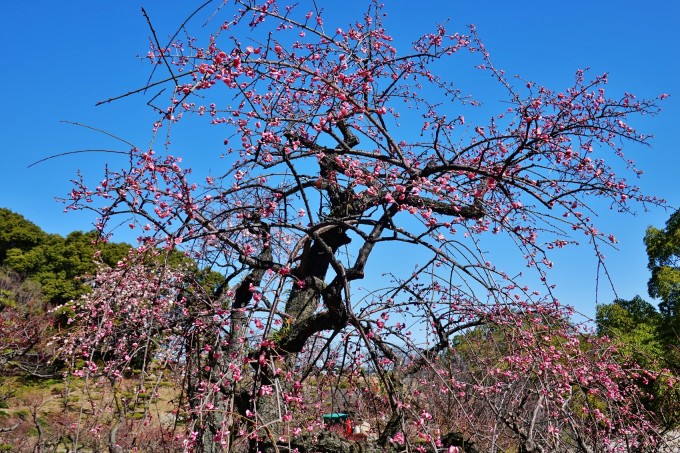 大池公園　梅園梅の花1