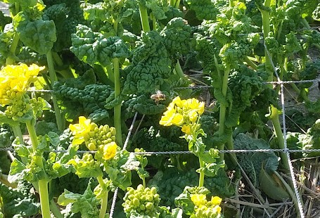 東海町3丁目から南側の畑の菜の花