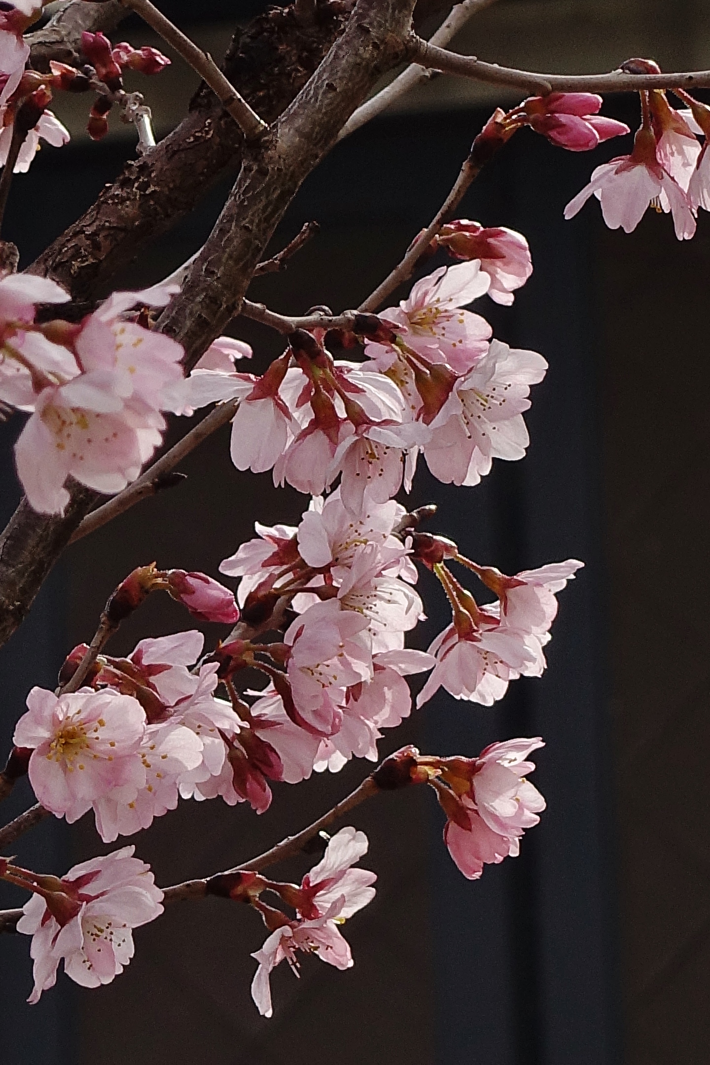 どんでん広場　東海桜1