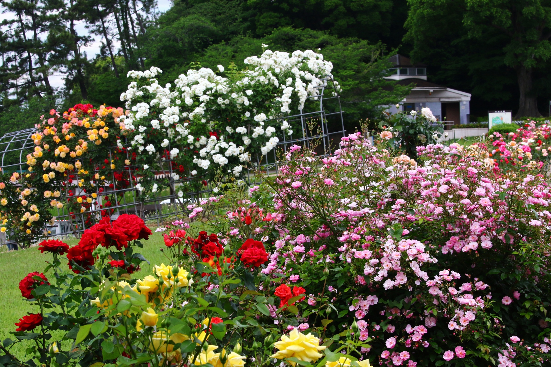 大池公園バラトンネル２