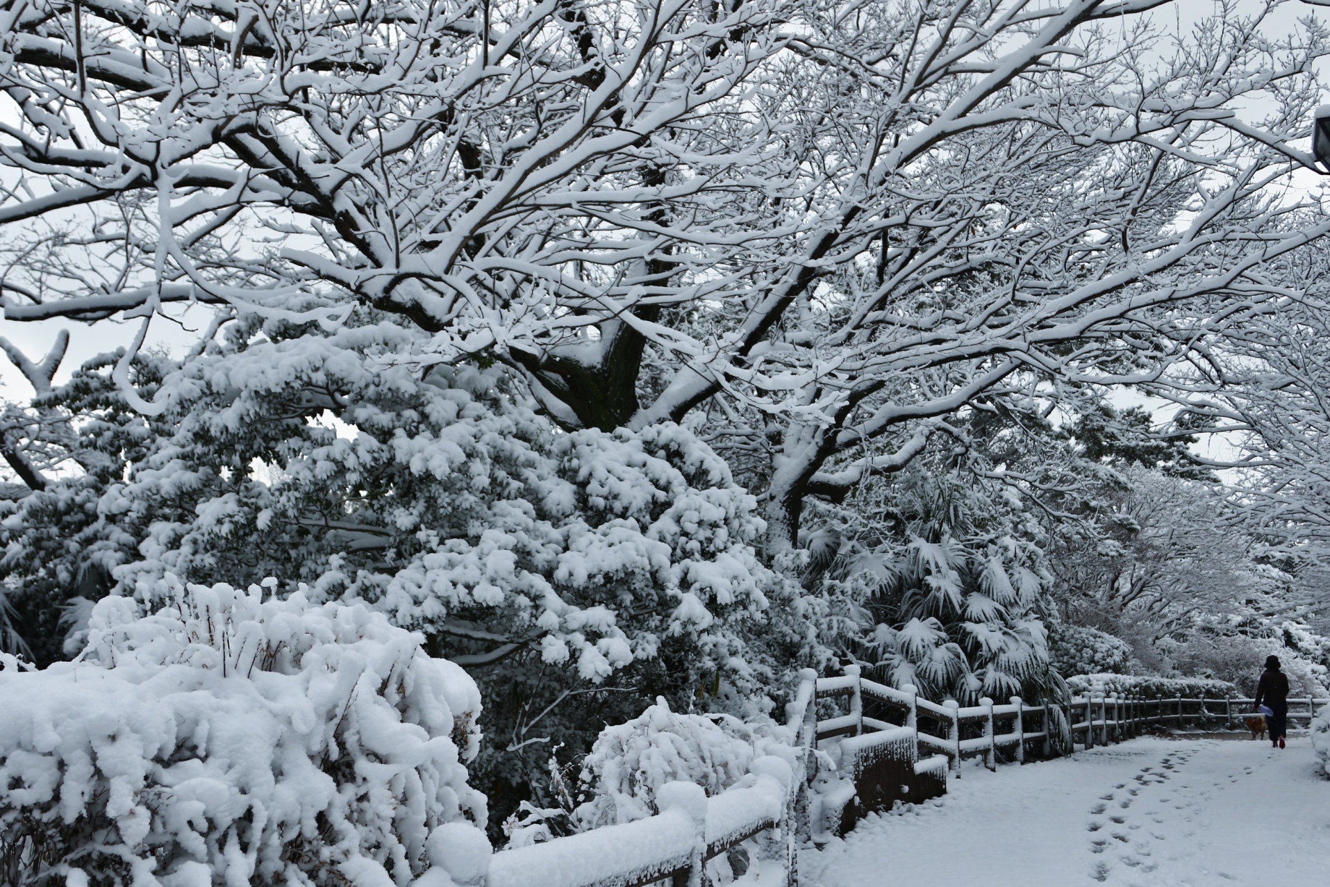 聚楽園公園　雪景色