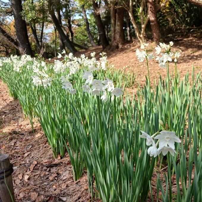 大池公園　水仙