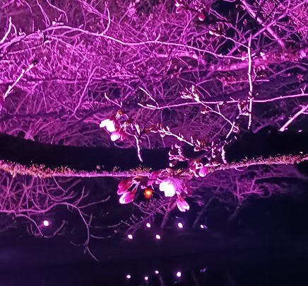 大池公園　桜蕾ライトアップ2024.3.27