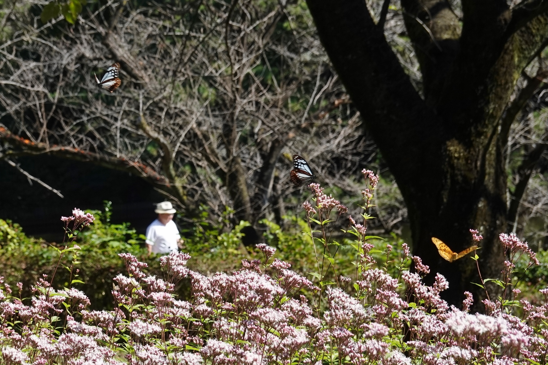 大池公園　舞うアサギマダラ