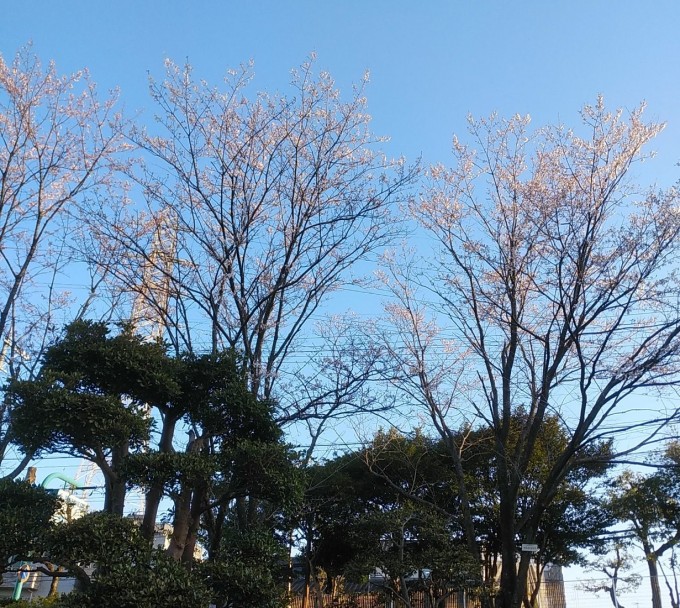 大池公園淡墨桜