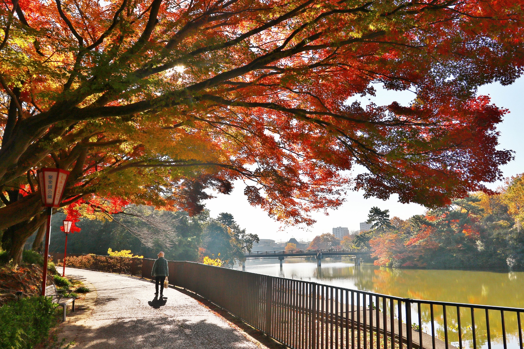 聚楽園公園　紅葉　ピーク２