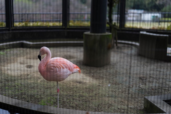 大池公園フラミンゴ