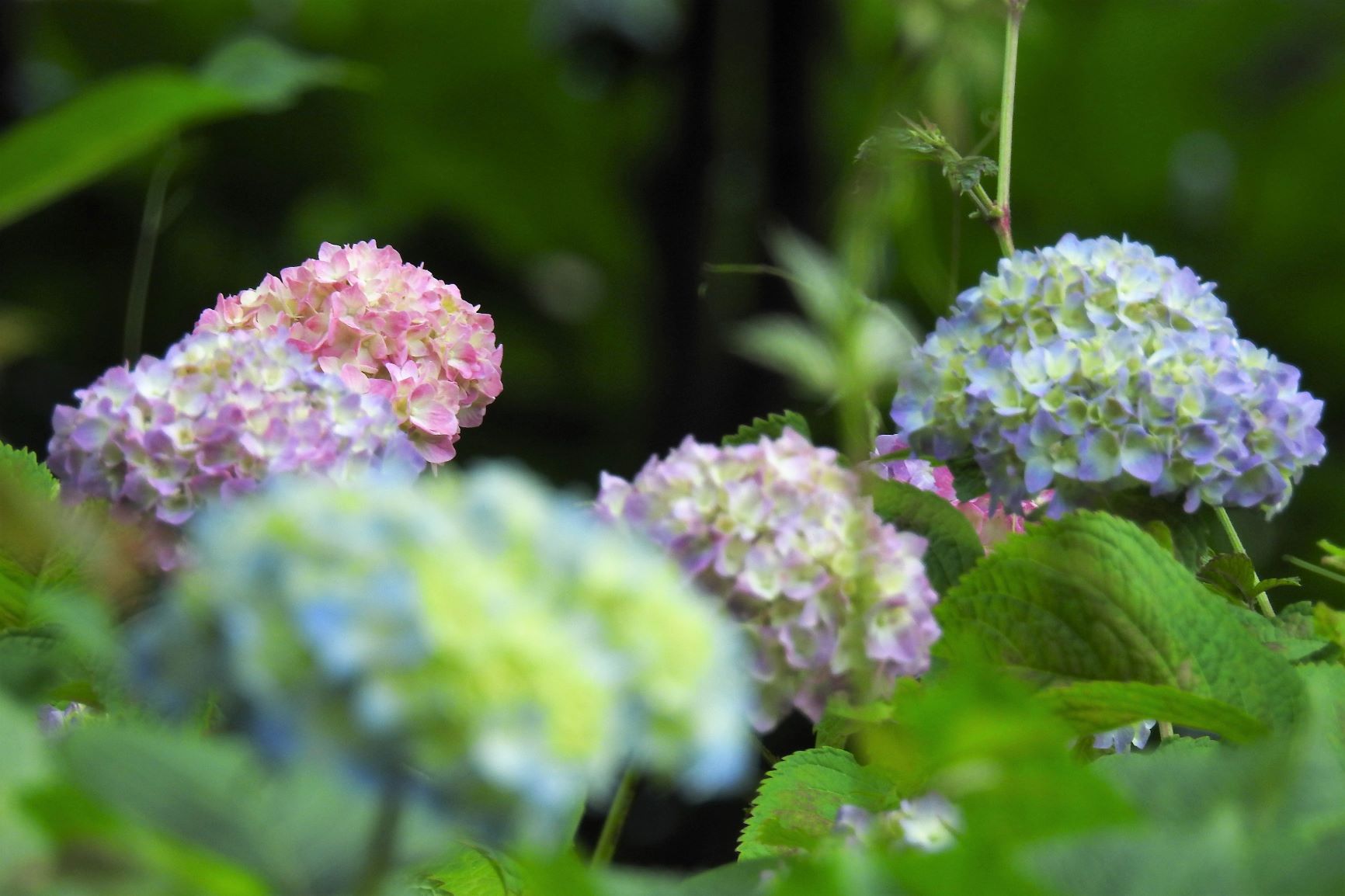 大池公園　紫陽花