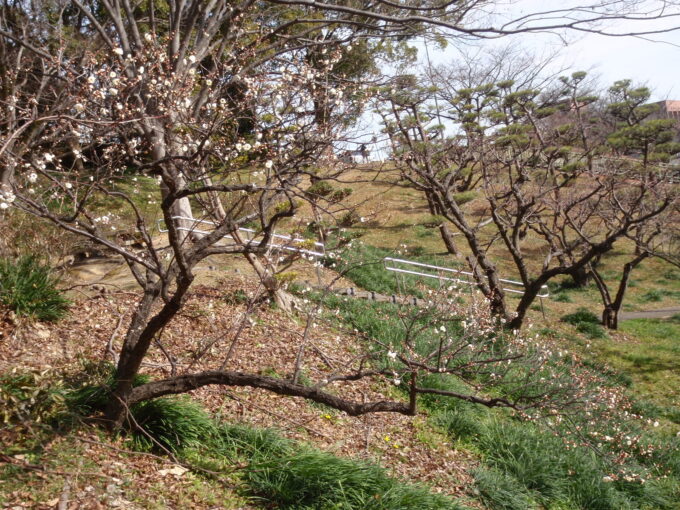 大池公園　梅林