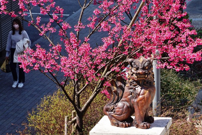 沖縄広場　寒緋桜満開