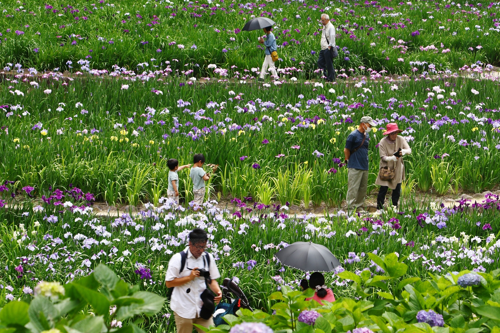 大池公園　花しょうぶ（2023.5.27）1