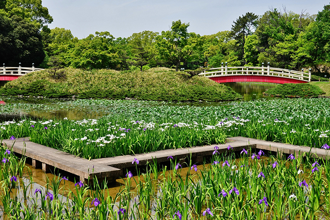 上野台公園の杜若