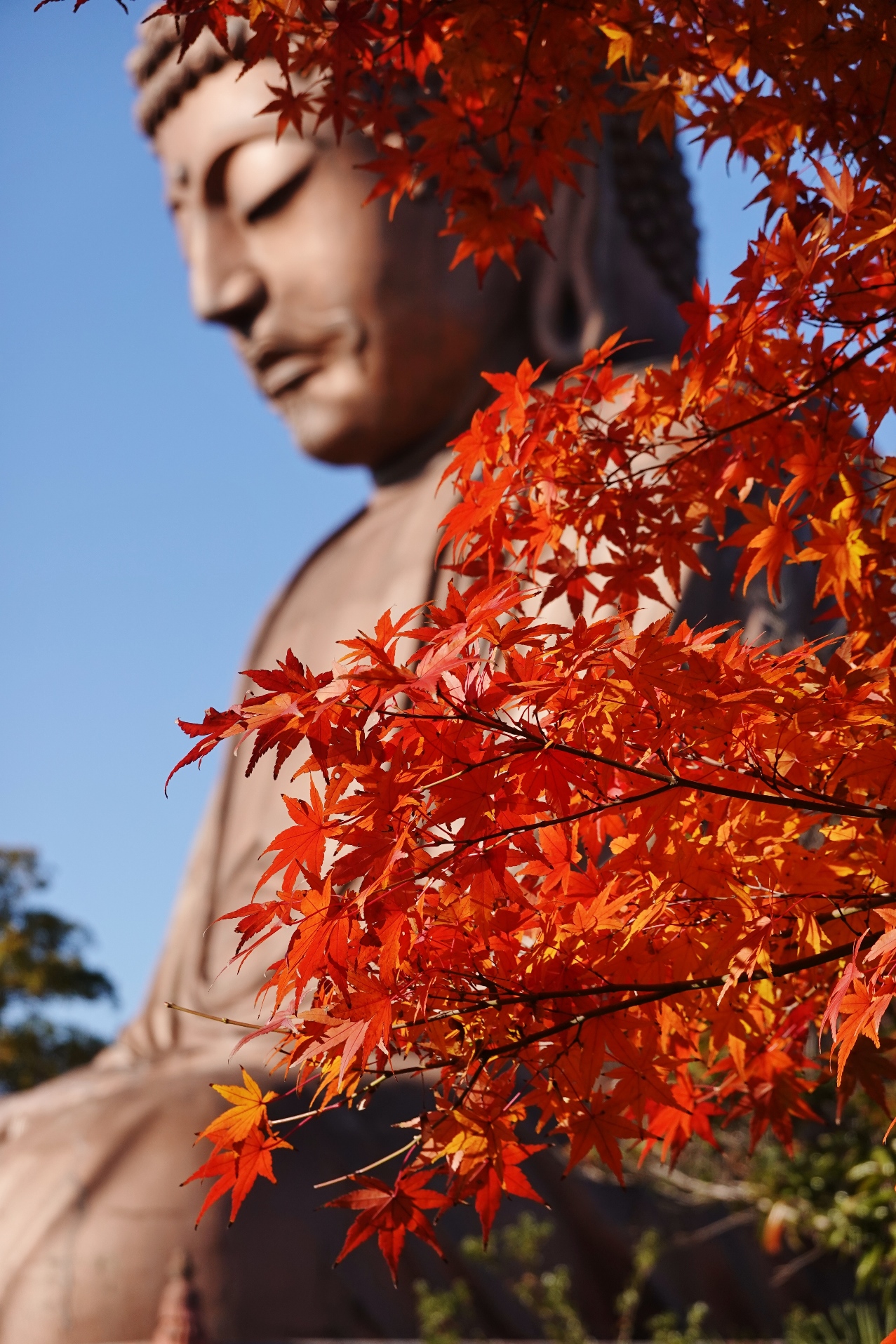 聚楽園公園もみじ