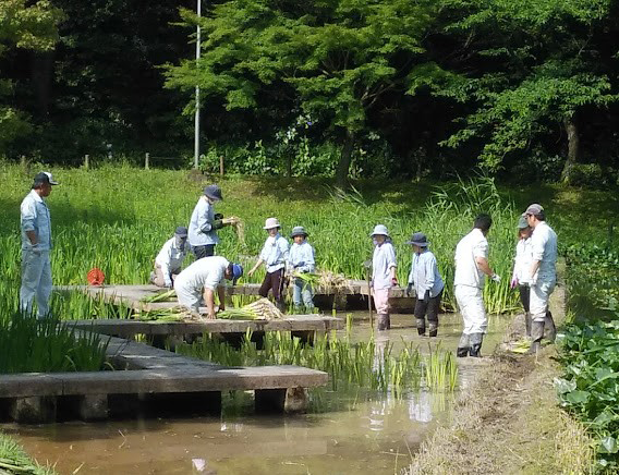 上野台公園カキツバタ園