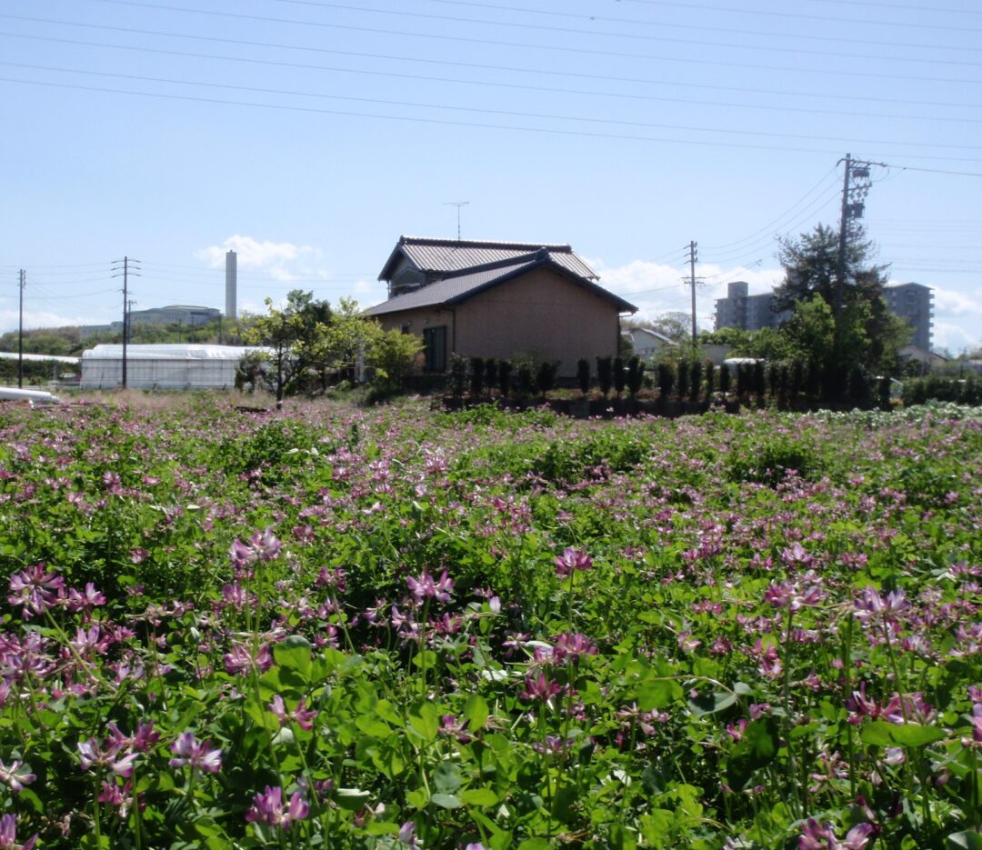 清掃センター近く蓮華