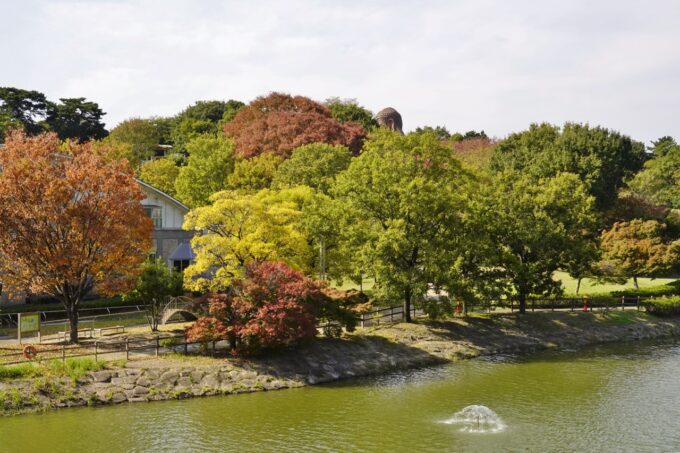 聚楽園公園もみじ（2025.11.7）