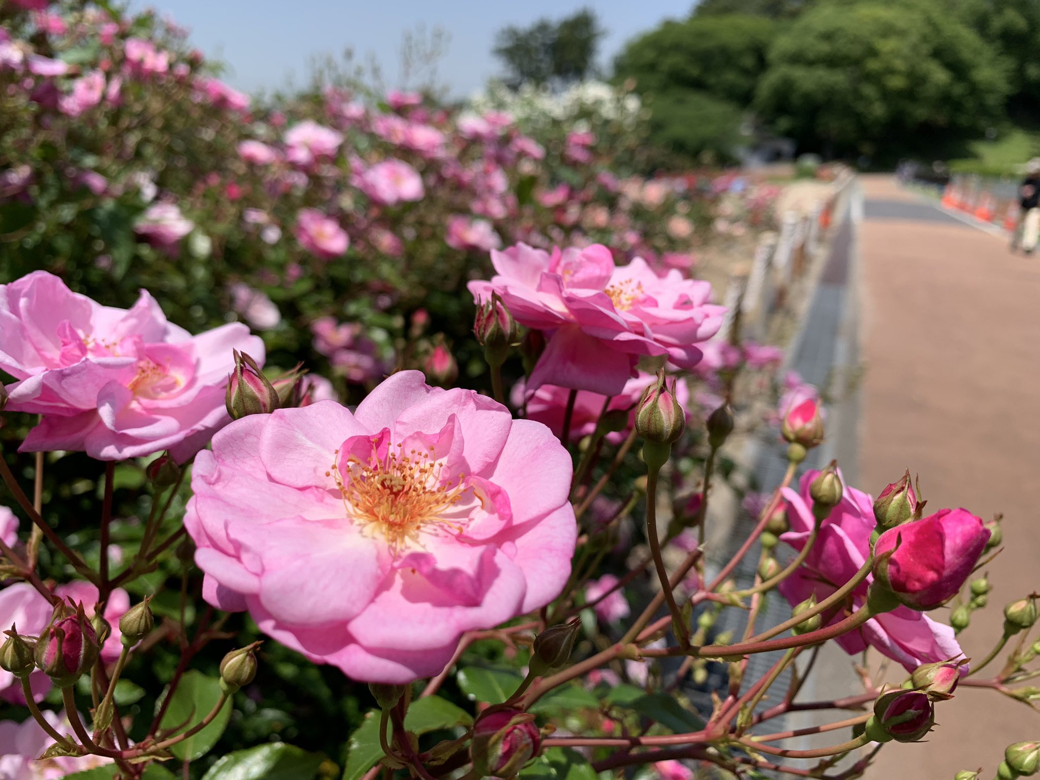 大池公園　サザンカ