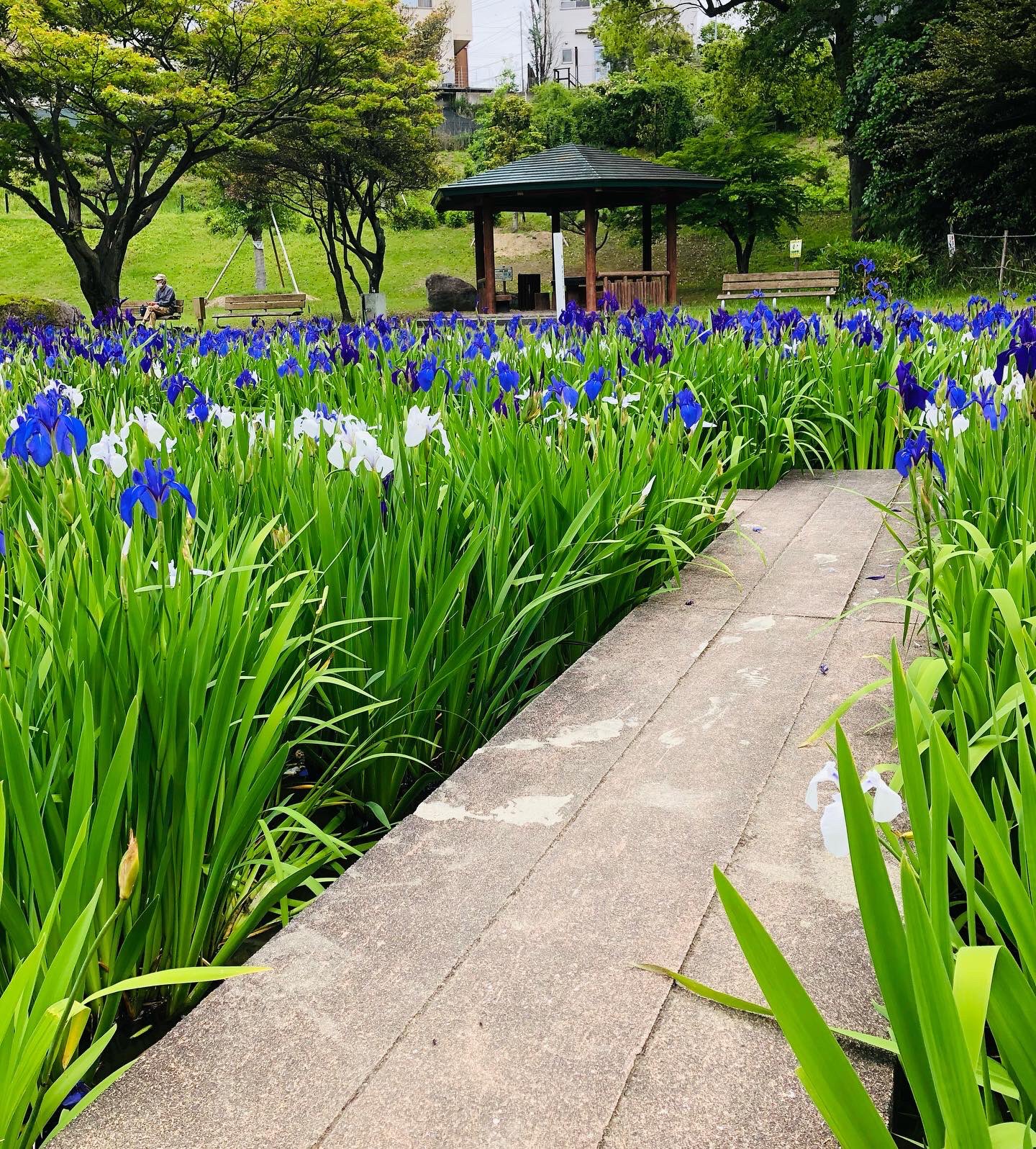 上野台公園　開花状況　0511