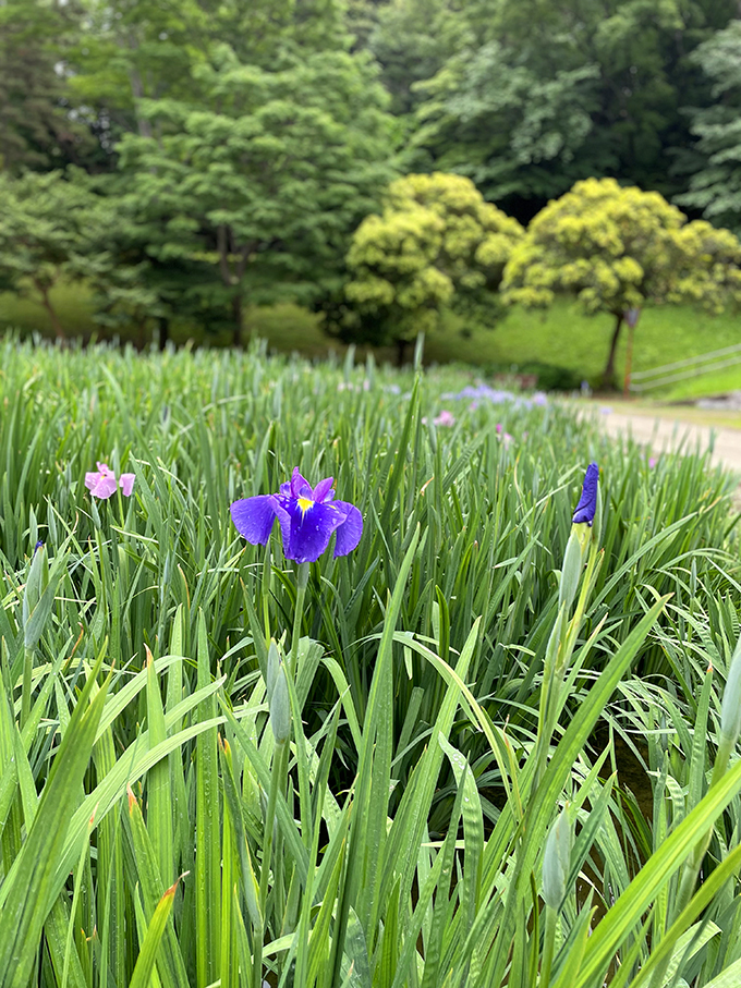 大池公園花しょうぶ開花状況