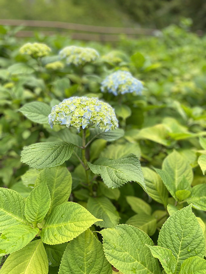 大池公園アジサイ