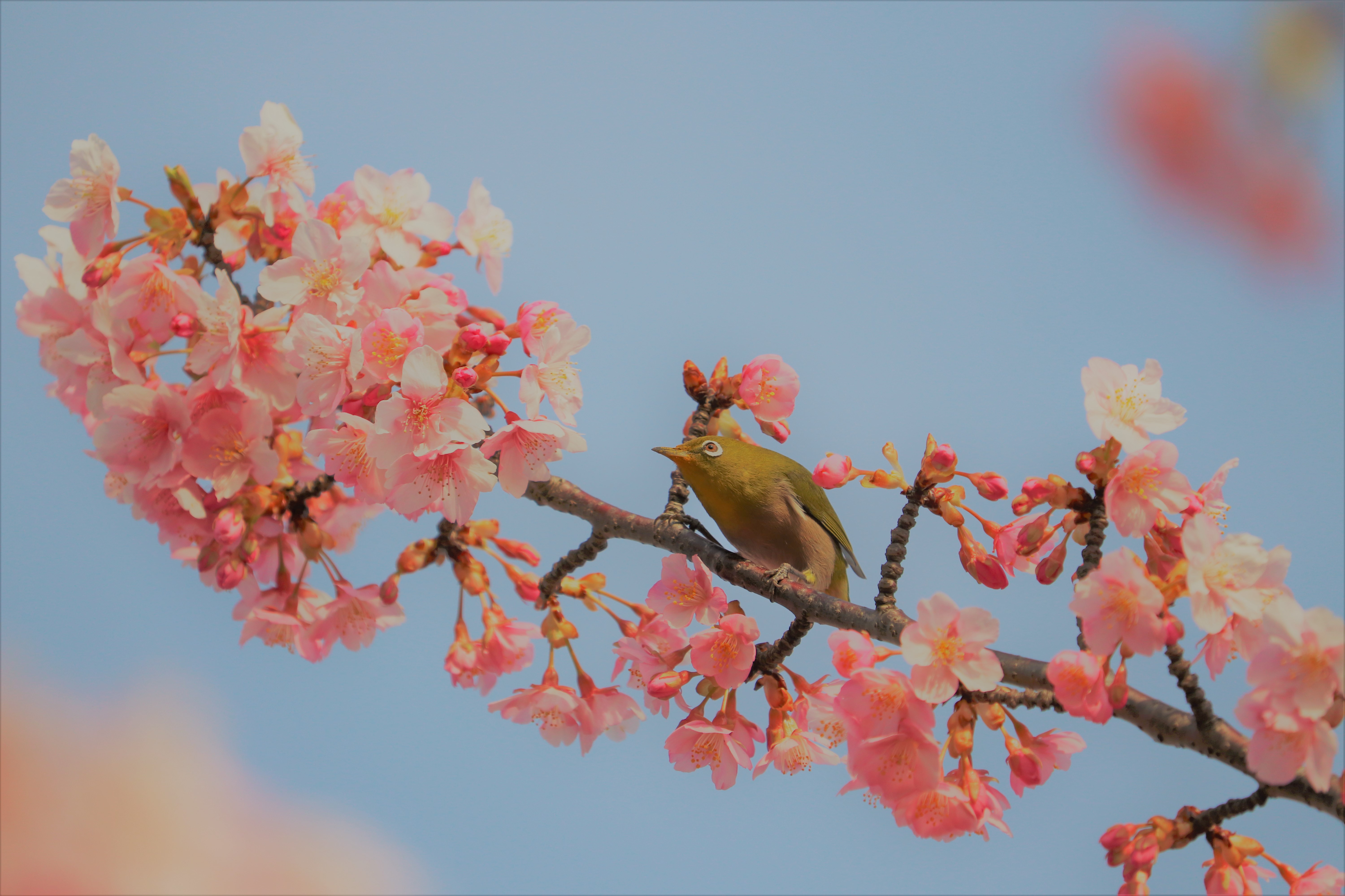 加家緑道　河津桜とメジロ