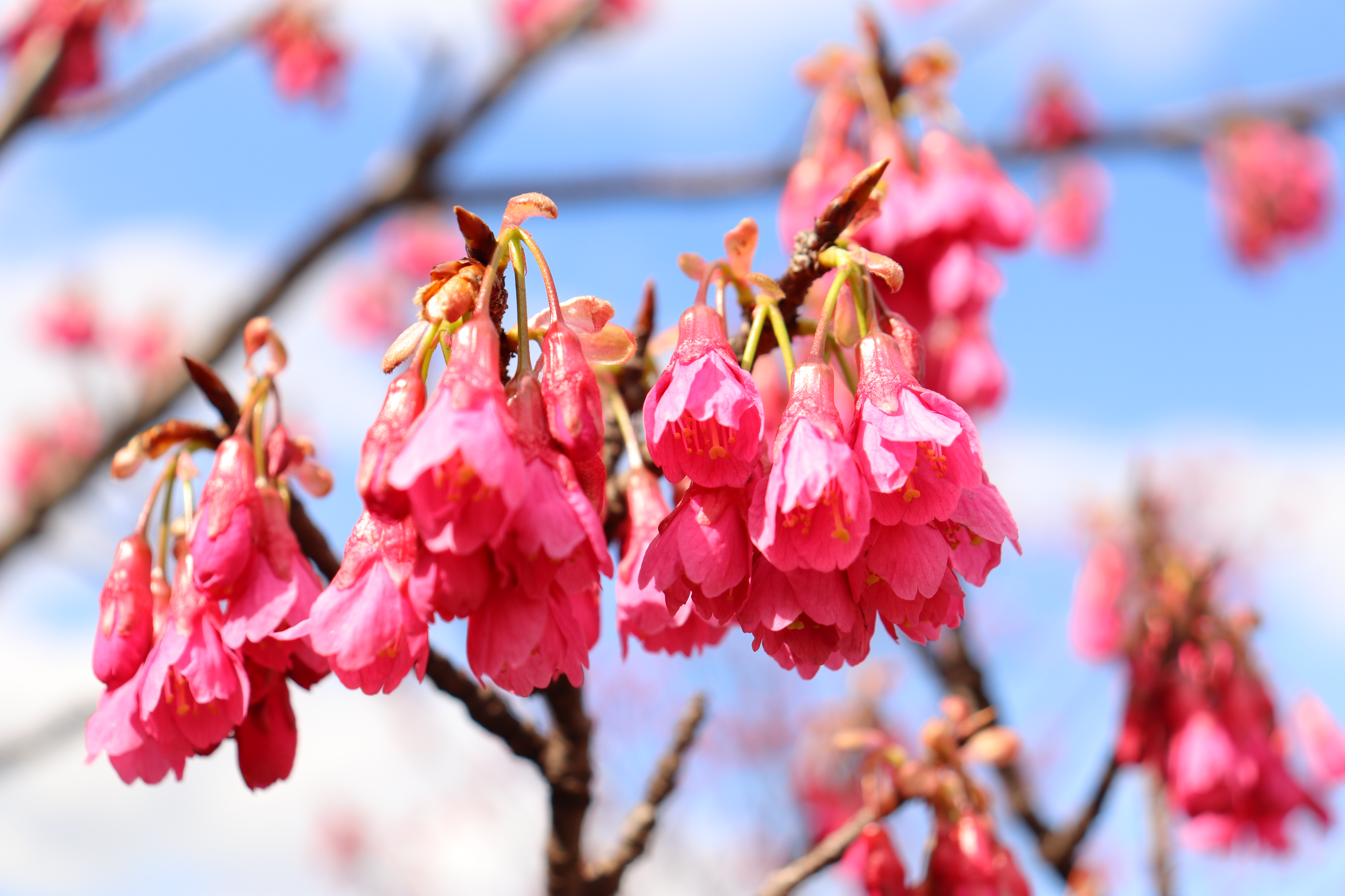 緋寒桜　太田川駅西側歩道