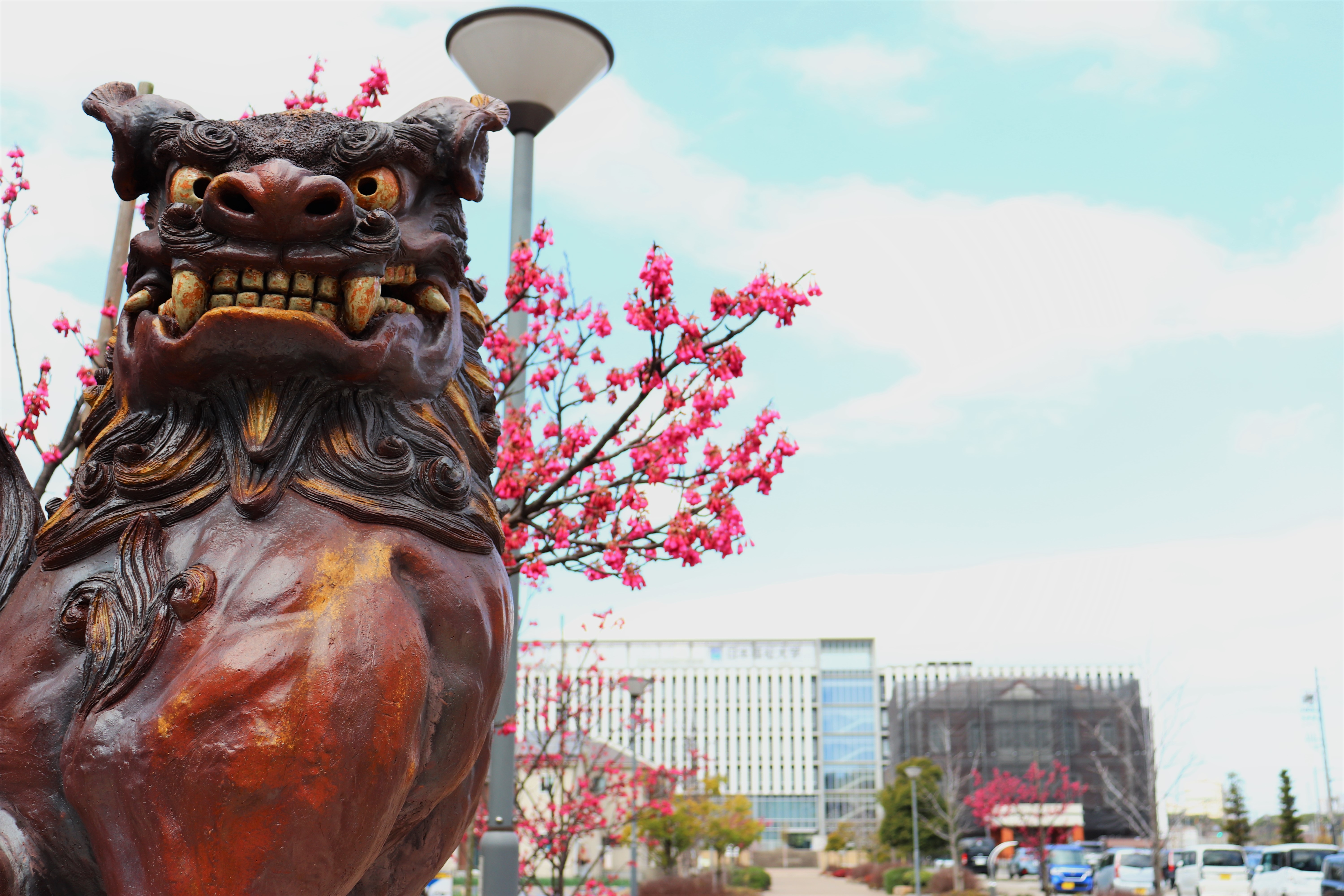 緋寒桜　シーサー