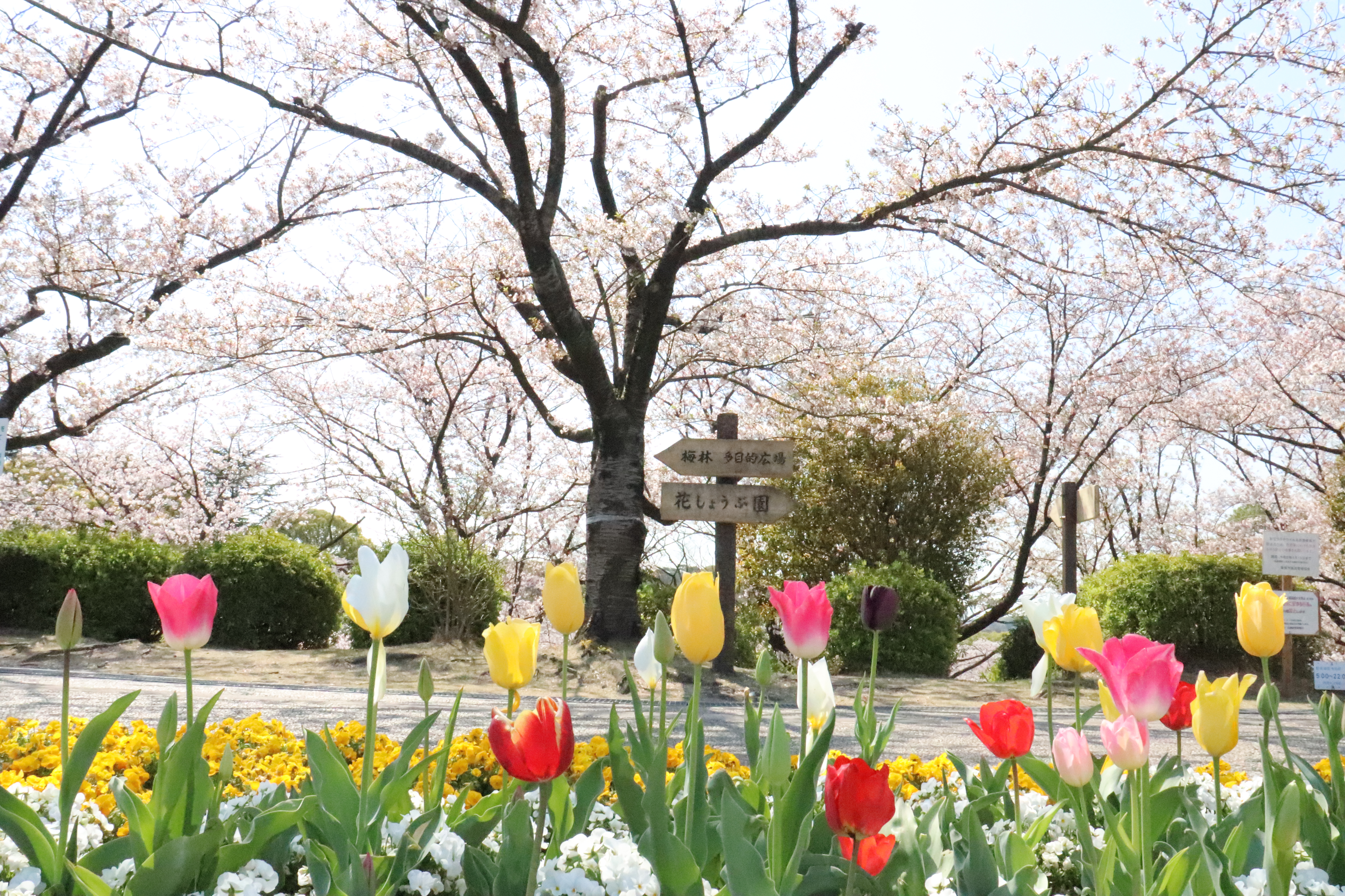 大池公園　チューリップ　桜