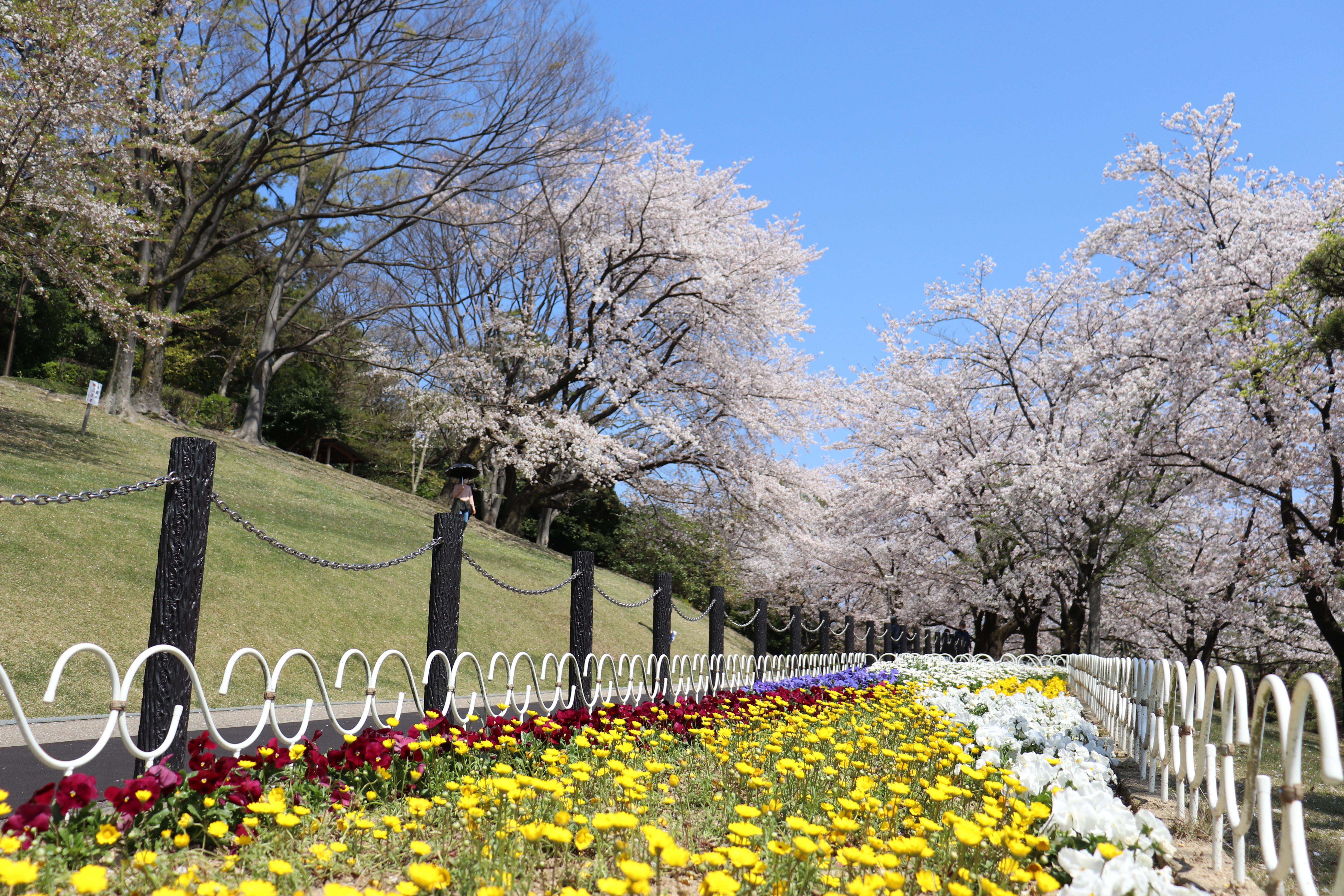 大池公園　桜　道