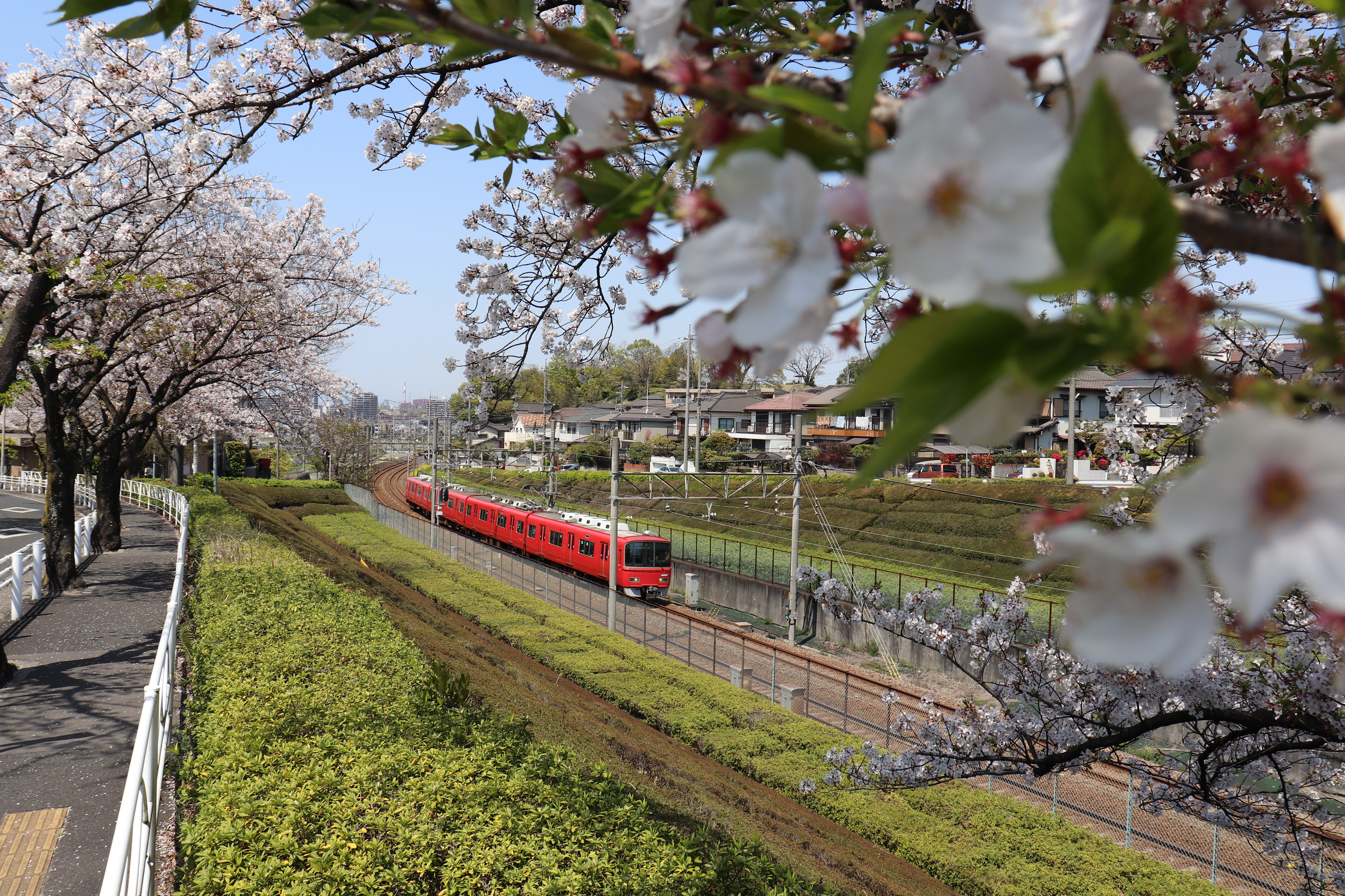 中ノ池　桜　名鉄