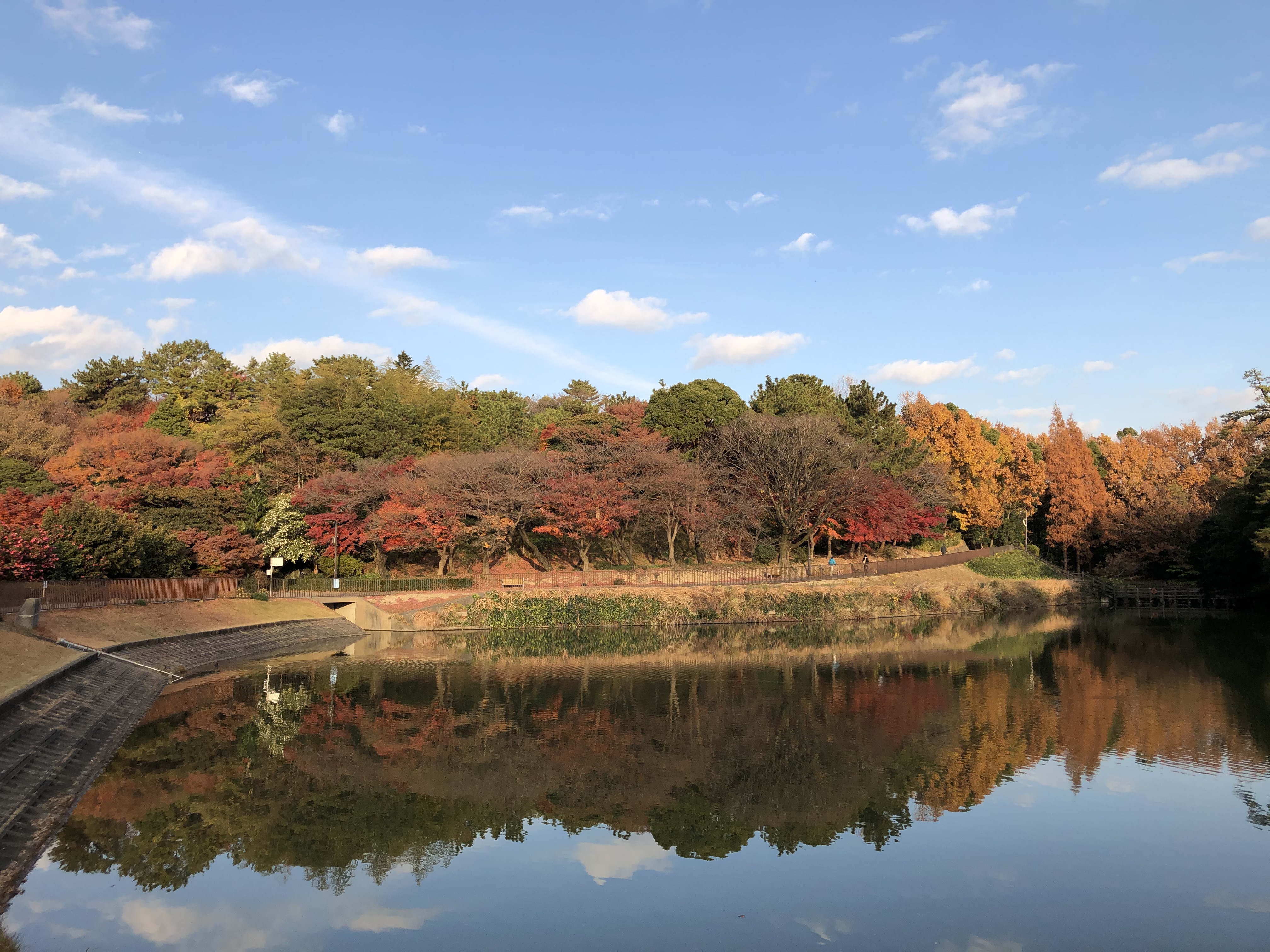 聚楽園公園もみじ（逆さもみじ）